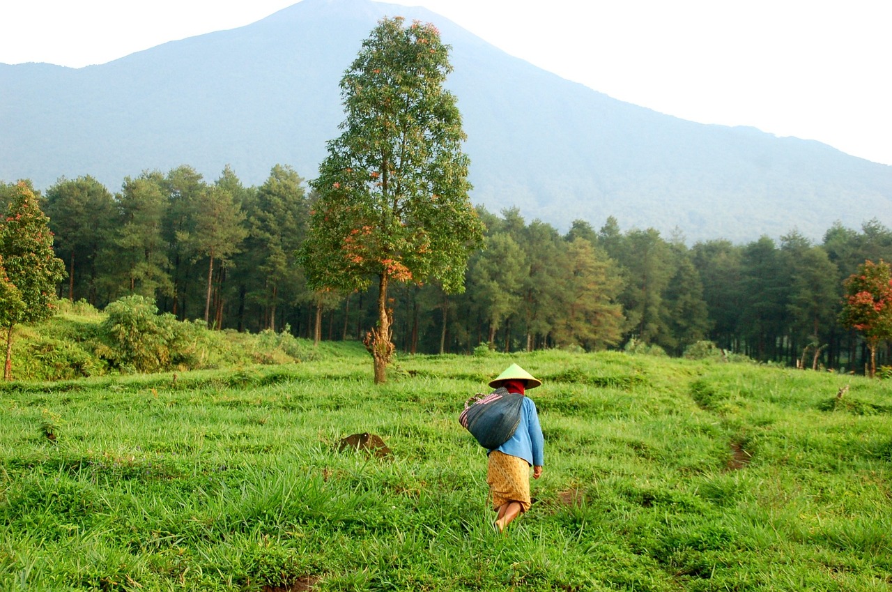 Sukabumi pertanian pegunungan Jawa Barat