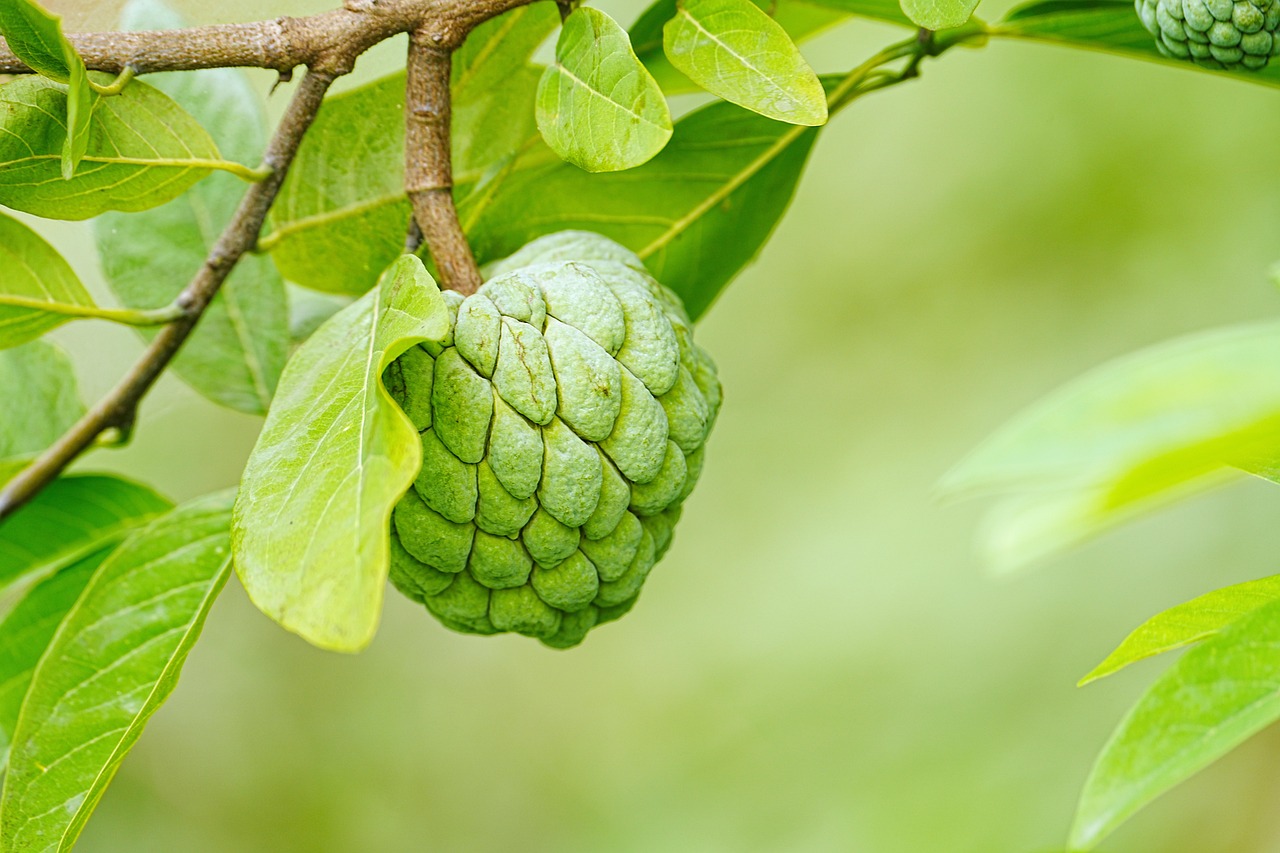 climate smart agriculture agroforestry